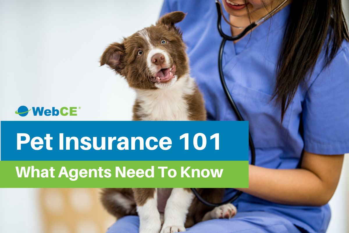 Pet Insurance 101: What Insurance Agents Need to Know